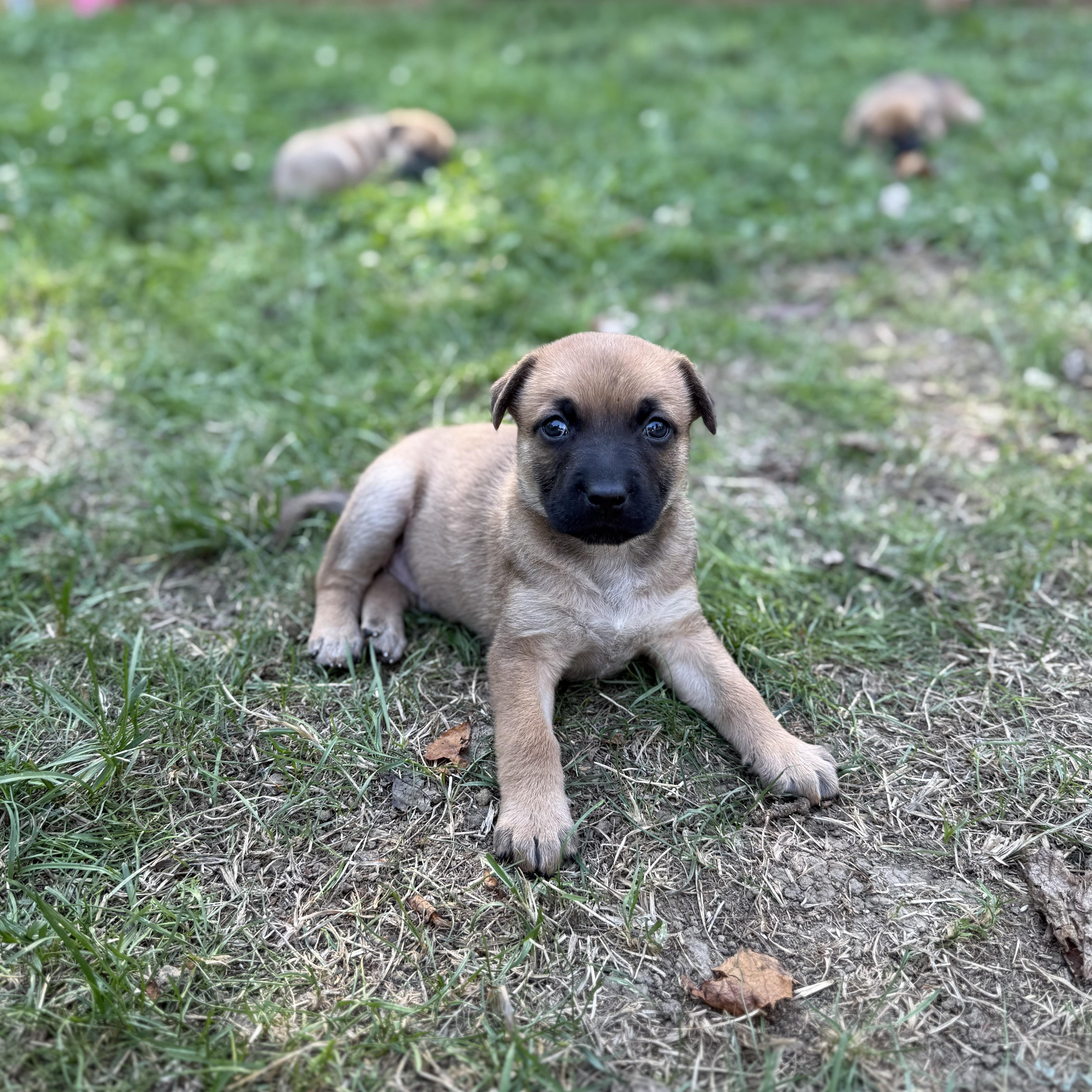 The Punkin Spice Litter (3 female, 2 male)