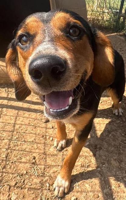 Jerry, Adoptable, Adult Male Beagle.