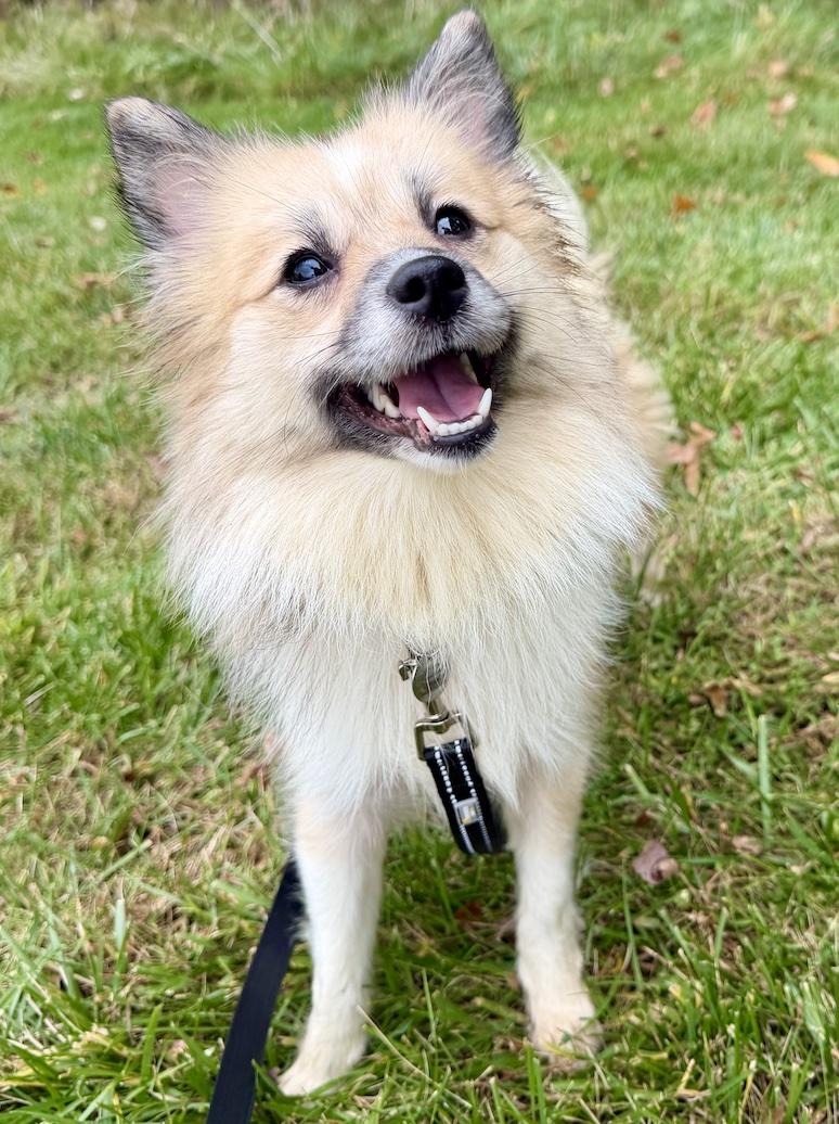 Enlarge Gracie, a Adoptable mixed breed in New Albany, OH image 2/2