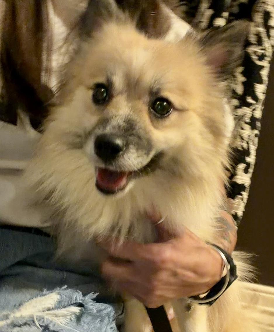 Gracie, Adoptable, Adult Female Pomeranian.