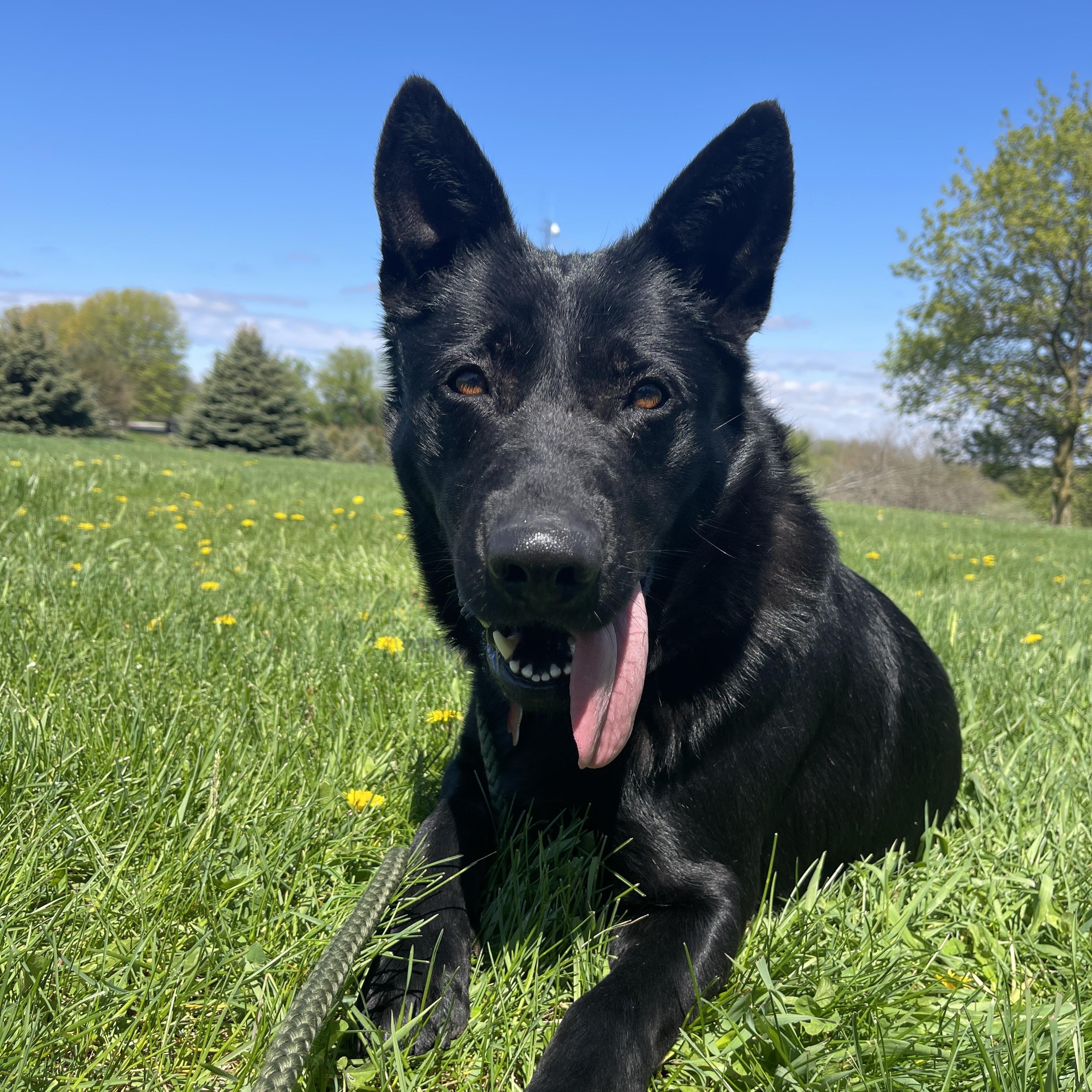 Dori, adoptable, Adult Female German Shepherd Dog.
