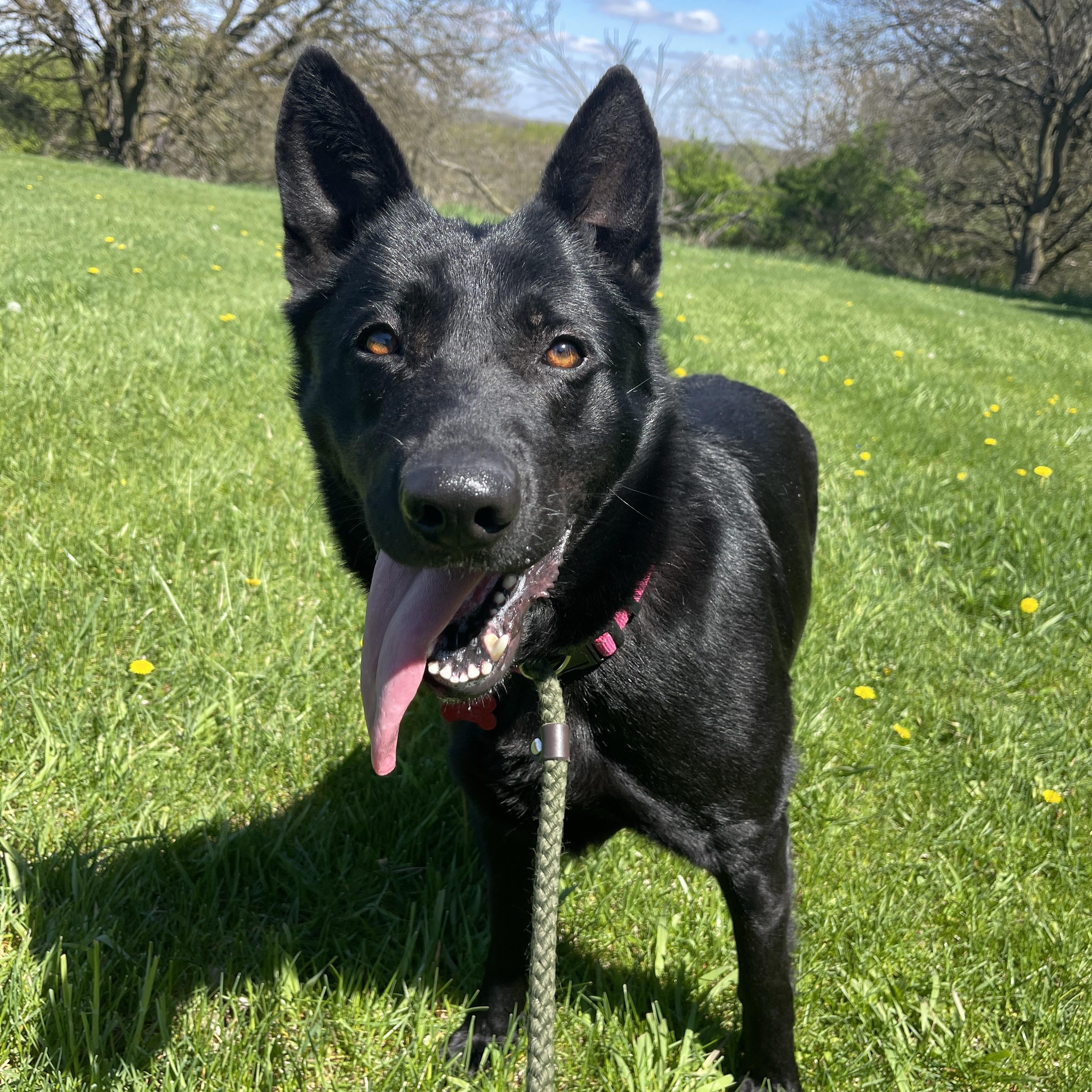 Enlarge Dori, an adoptable German Shepherd Dog in Allegan, MI image 3/4