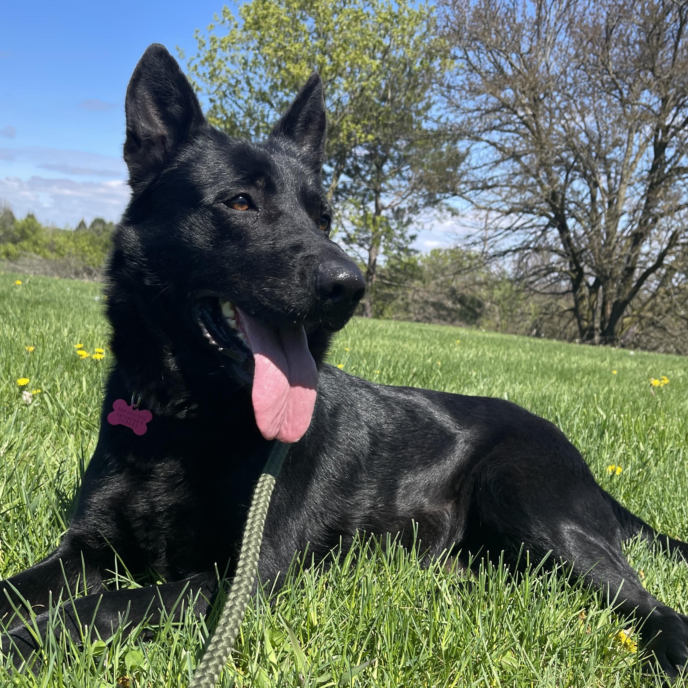 Dori, adoptable, Adult Female German Shepherd Dog.