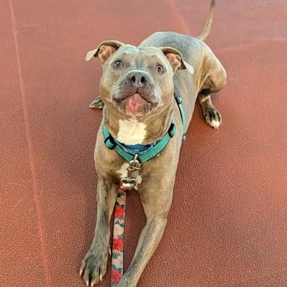 Enlarge Pluto, a Adoptable mixed breed in Richmond, VA image 1/3