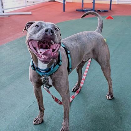 Enlarge Pluto, a Adoptable mixed breed in Richmond, VA image 2/3