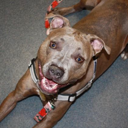 Enlarge Pluto, a Adoptable mixed breed in Richmond, VA image 3/3