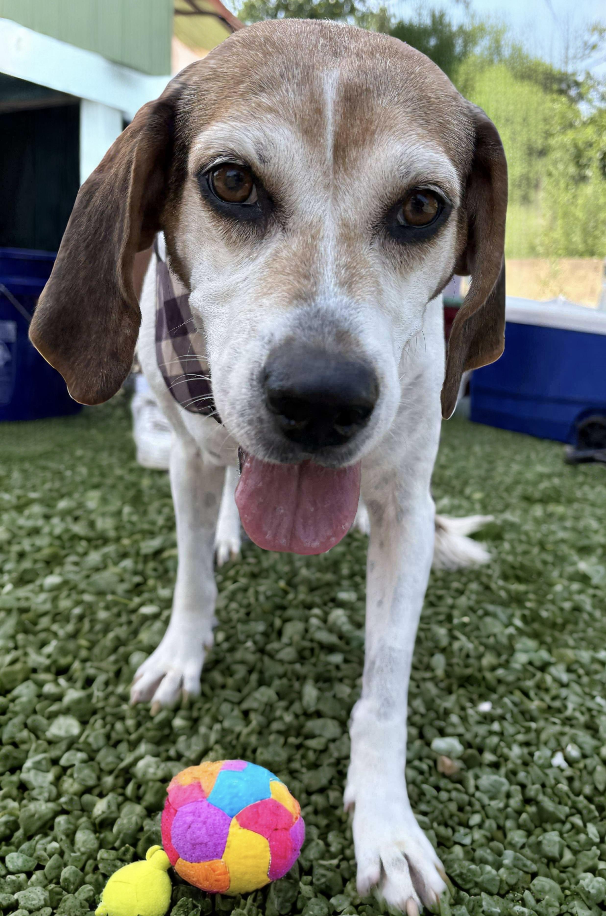 Enlarge Peaches, a Adoptable Hound in Westwood, NJ image 4/6