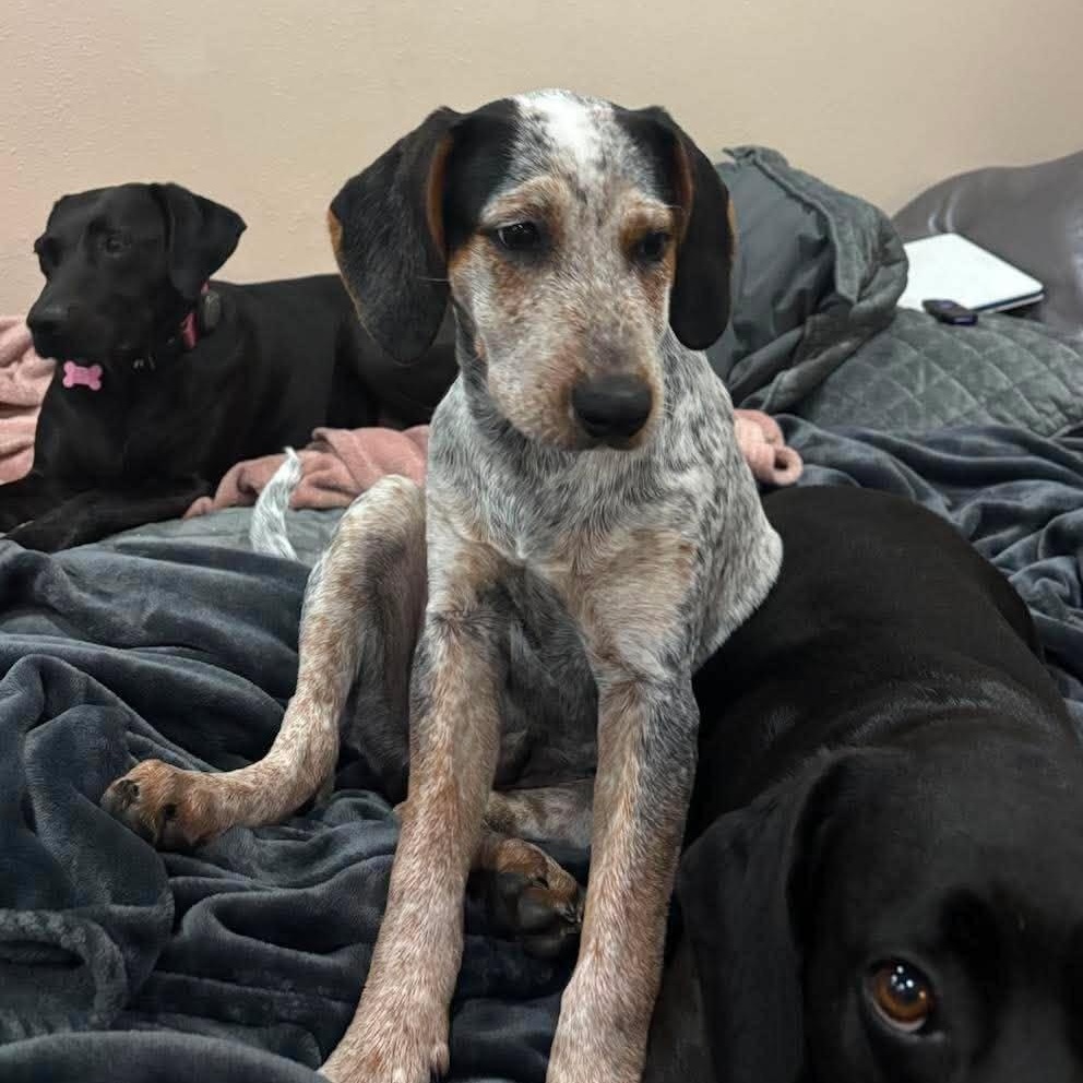 Enlarge Dewey, a Adoptable mixed breed in Kennewick, WA image 2/6