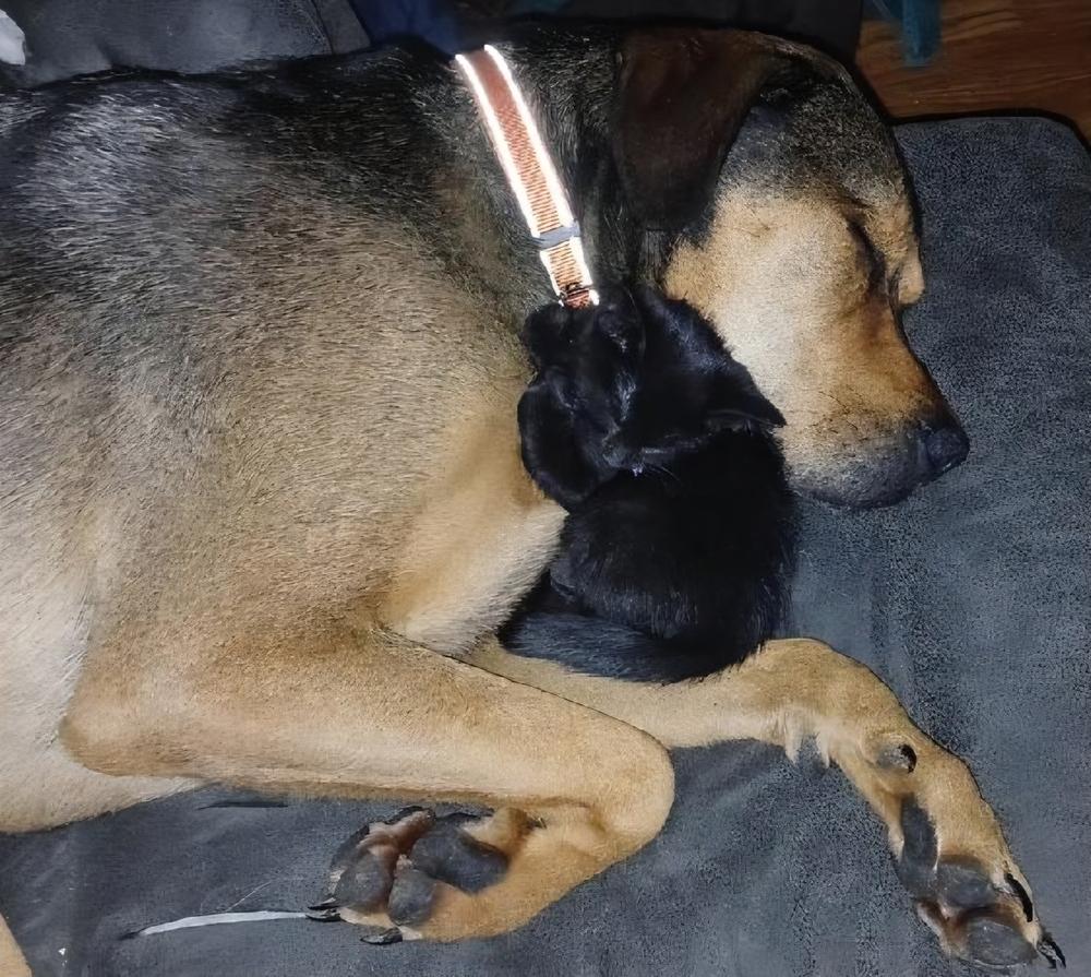 Enlarge Jessie (22-004 D), a Adoptable mixed breed in Lansing, MI image 1/6