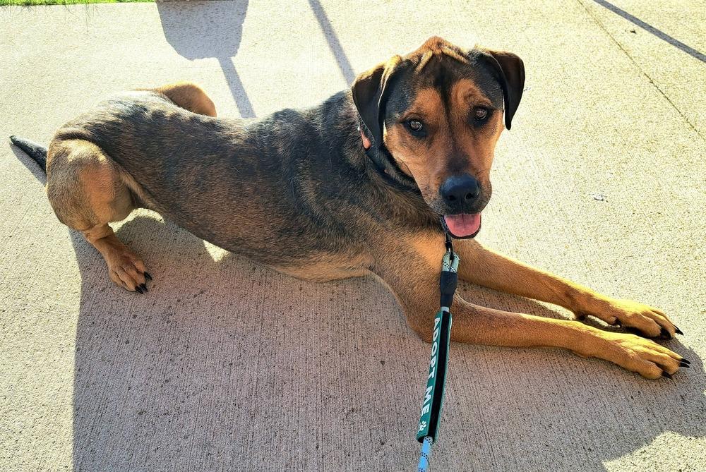 Enlarge Jessie (22-004 D), a Adoptable mixed breed in Lansing, MI image 3/6