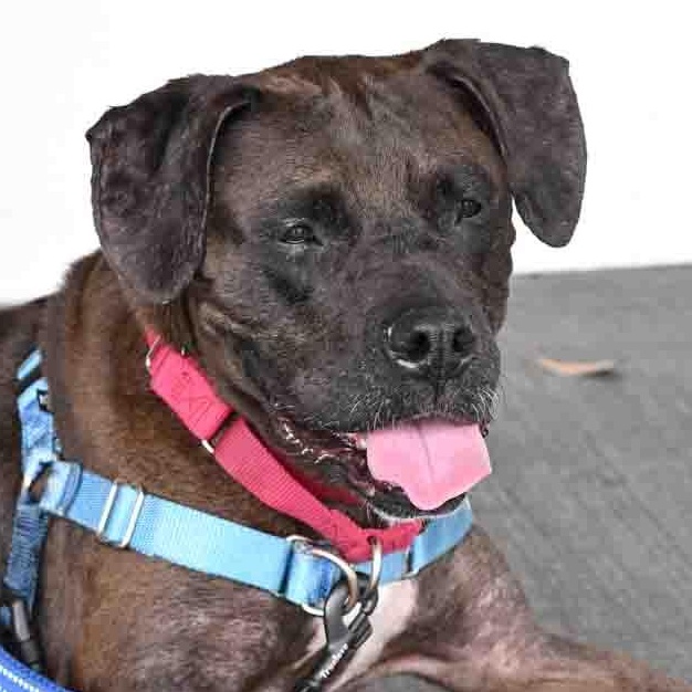BELLE, a ADOPTABLE Mixed Breed in Fernandina Beach, FL image 2/6