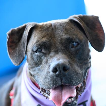 BELLE, a ADOPTABLE Mixed Breed in Fernandina Beach, FL image 6/6
