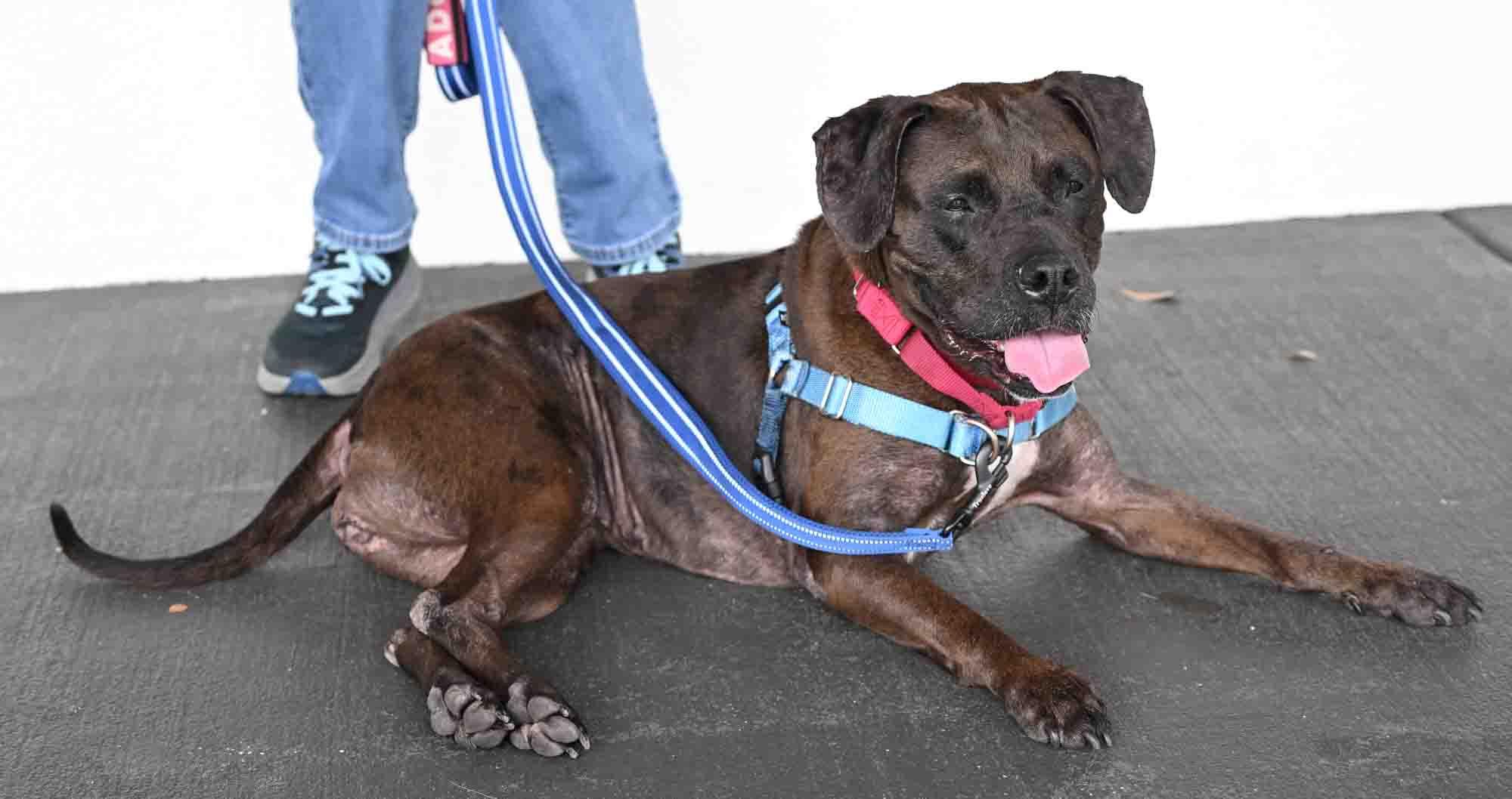 BELLE, a ADOPTABLE Mixed Breed in Fernandina Beach, FL image 4/6