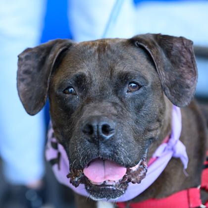 BELLE, ADOPTABLE, Senior Female Mixed Breed.