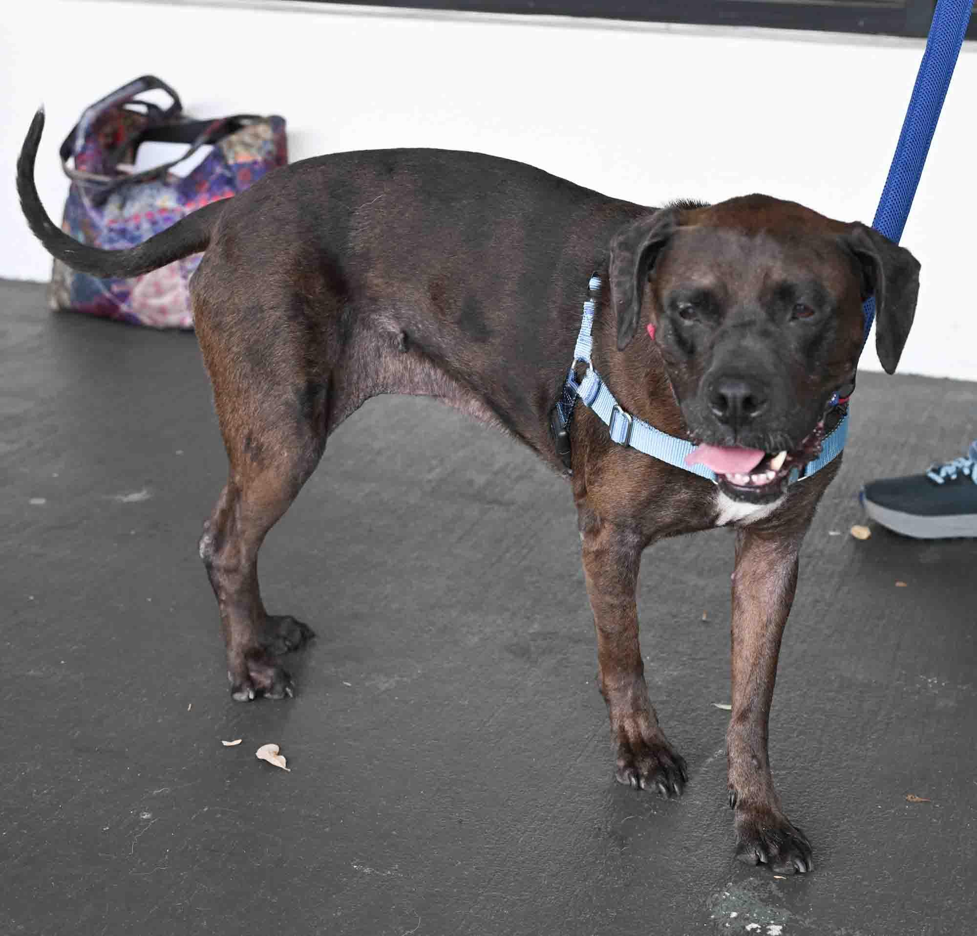 BELLE, a ADOPTABLE Mixed Breed in Fernandina Beach, FL image 3/6