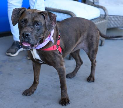 BELLE, a ADOPTABLE Mixed Breed in Fernandina Beach, FL image 5/6