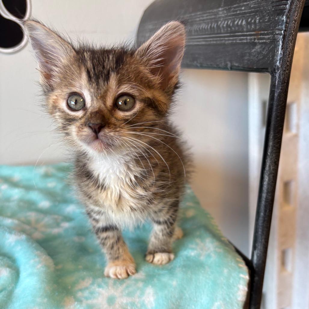 Enlarge Daisy XIV  26-024, a Adoptable Domestic Medium Hair in Little Rock, AR image 1/6