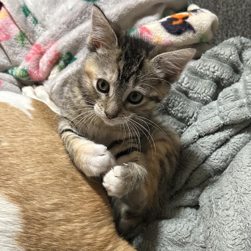 Enlarge Daisy XIV  26-024, a Adoptable Domestic Medium Hair in Little Rock, AR image 2/6