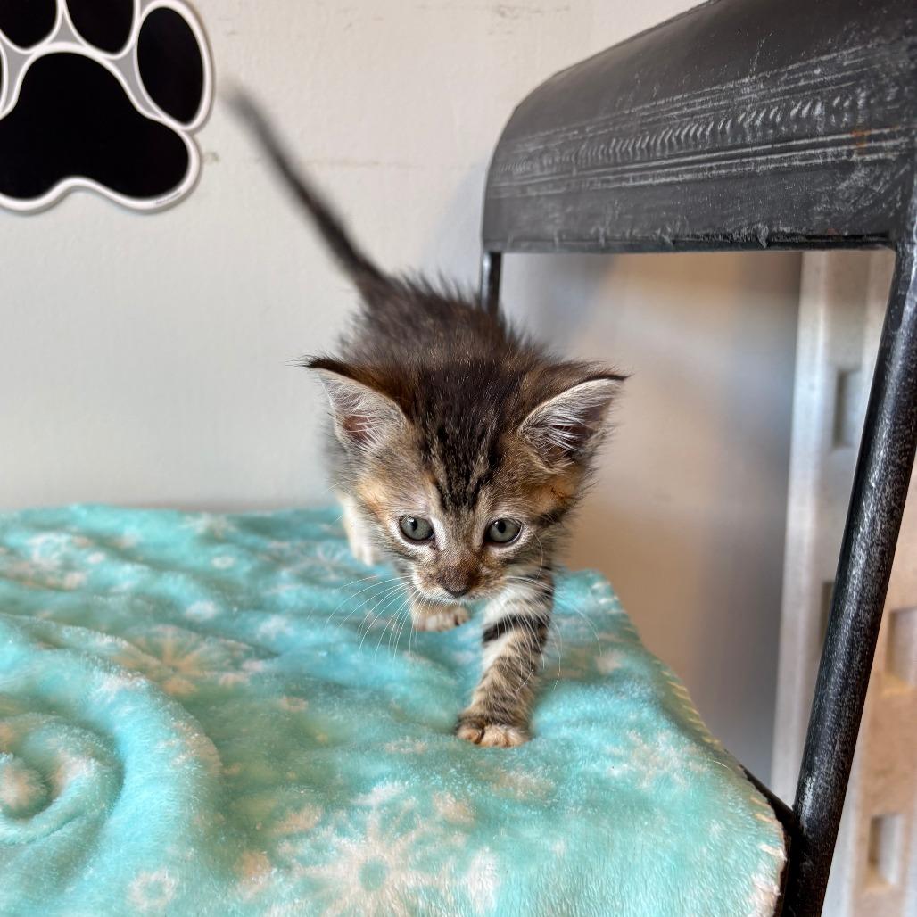 Enlarge Daisy XIV  26-024, a Adoptable Domestic Medium Hair in Little Rock, AR image 3/6