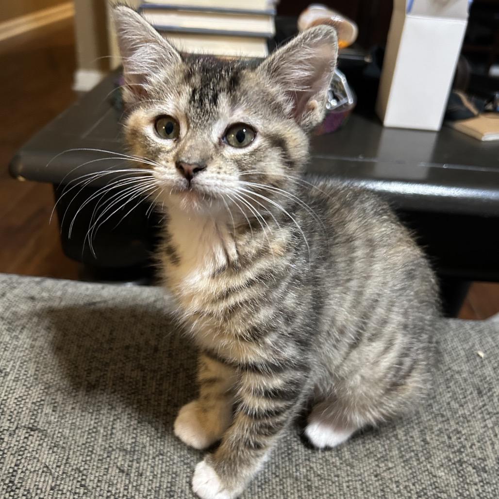 Enlarge Daisy XIV  26-024, a Adoptable Domestic Medium Hair in Little Rock, AR image 4/6