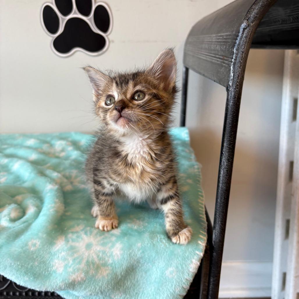 Enlarge Daisy XIV  26-024, a Adoptable Domestic Medium Hair in Little Rock, AR image 6/6