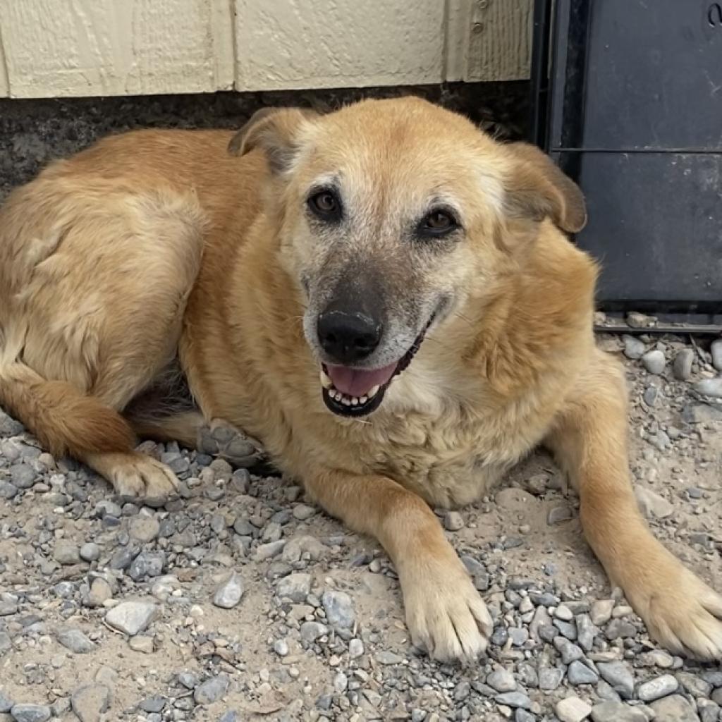 Enlarge Mia, a Adoptable German Shepherd Dog in Pahrump, NV image 1/3