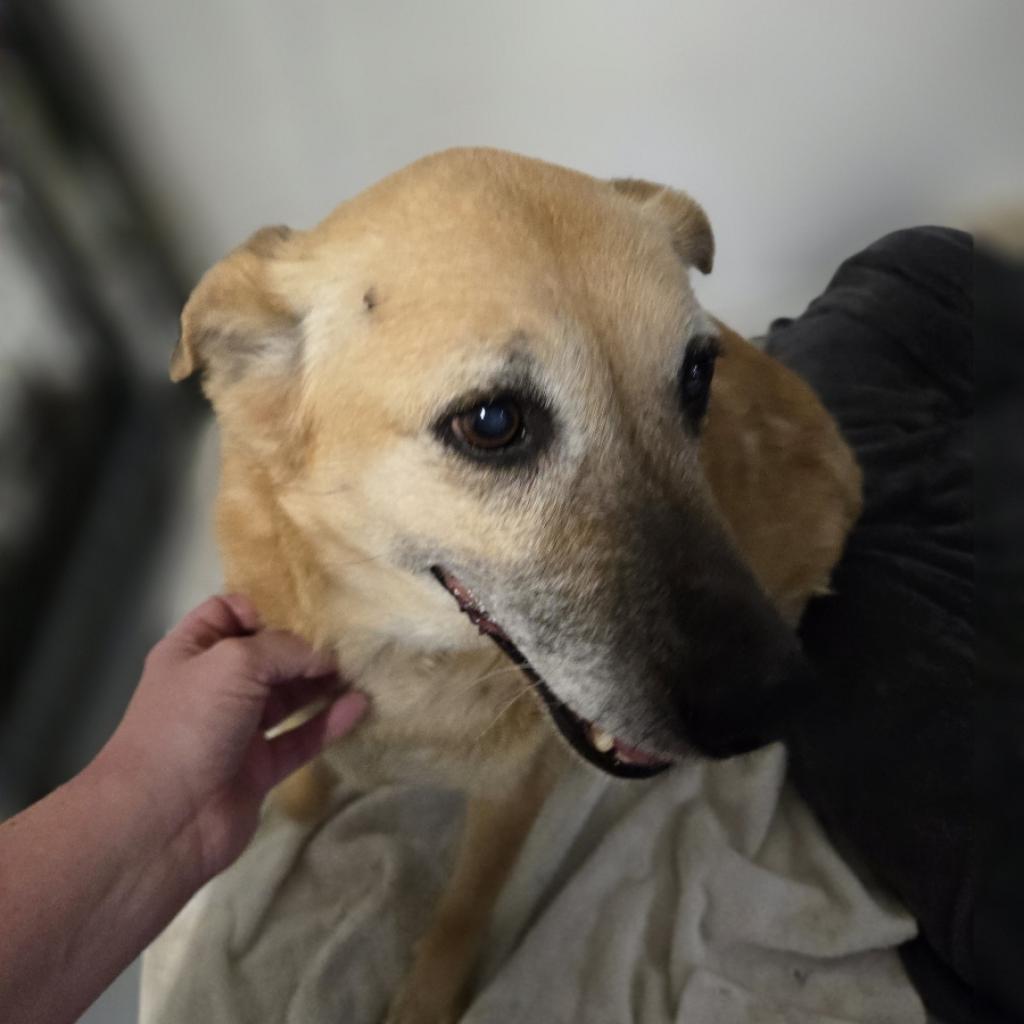 Enlarge Mia, a Adoptable German Shepherd Dog in Pahrump, NV image 2/3