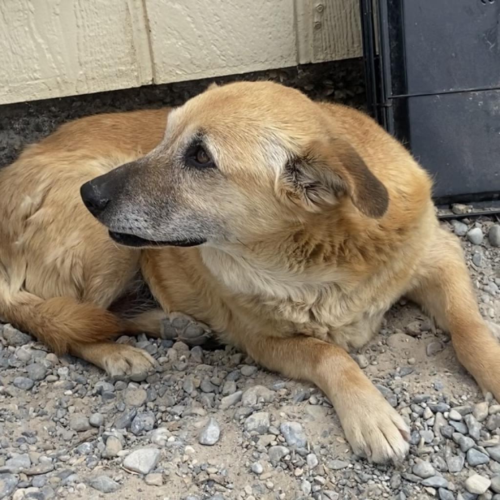 Enlarge Mia, a Adoptable German Shepherd Dog in Pahrump, NV image 3/3