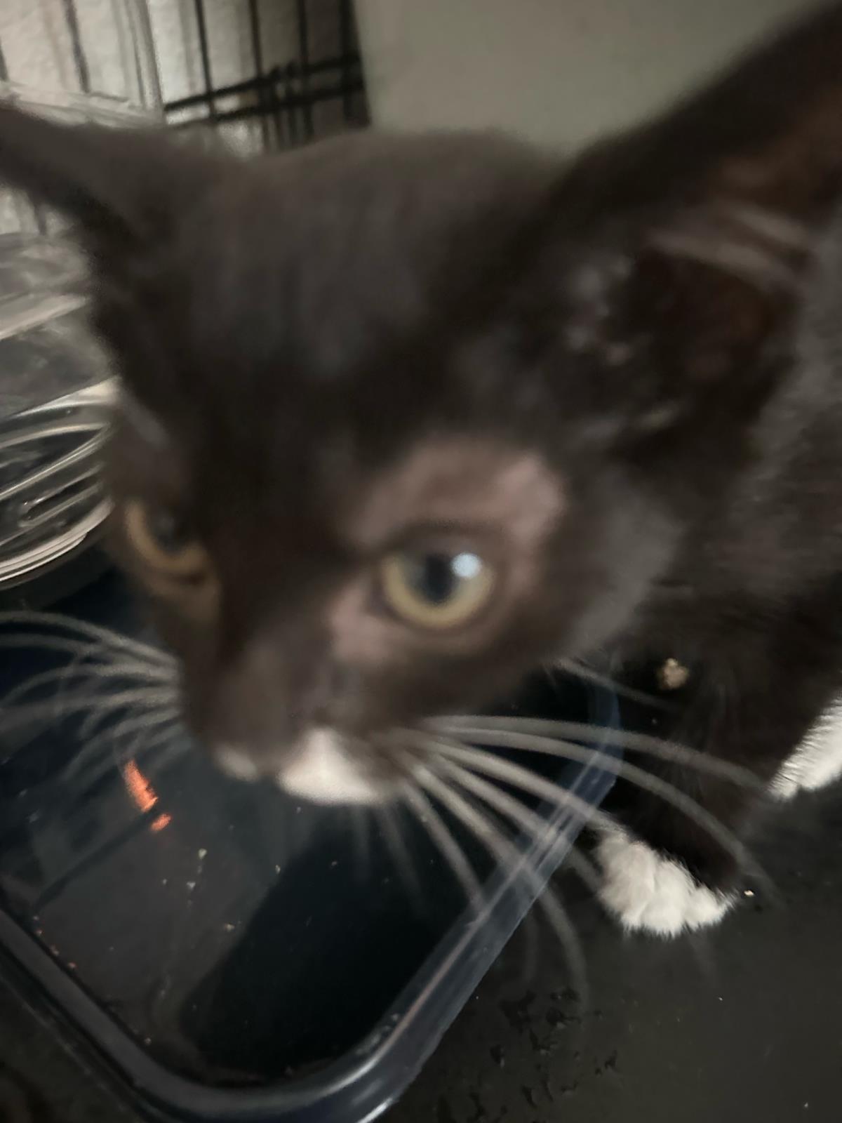 Manzanita, a Adoptable mixed breed in Lincoln, CA image 1/2