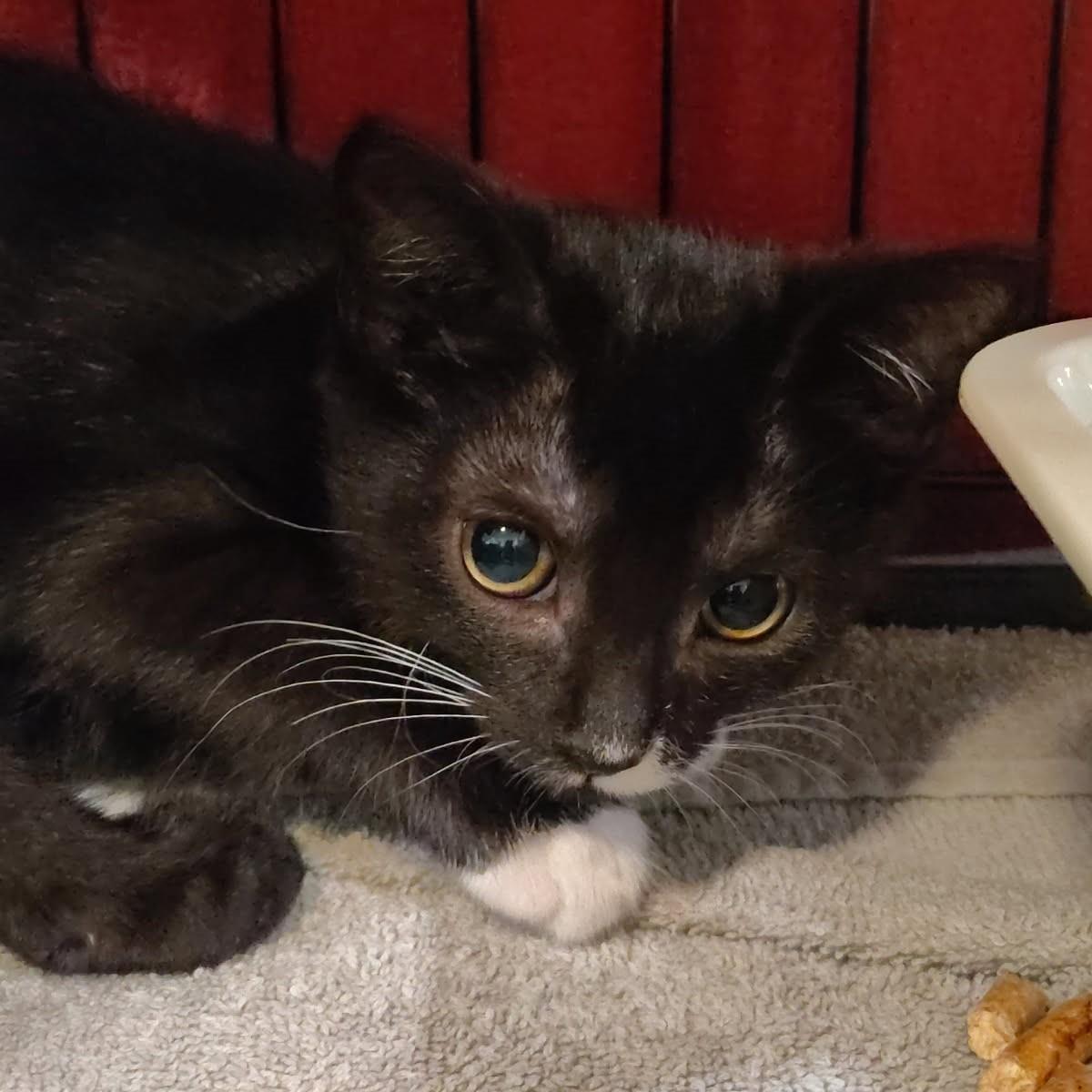 Manzanita, a Adoptable mixed breed in Lincoln, CA image 2/2