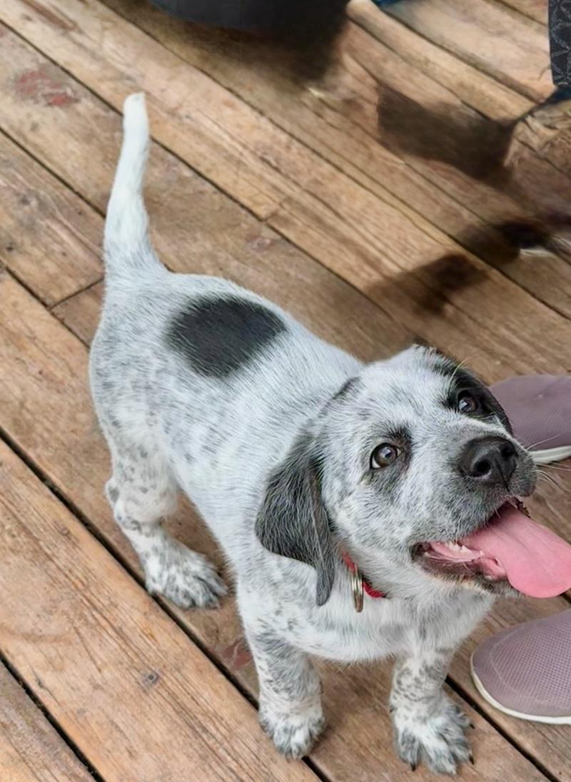 Oreo, an adoptable Spaniel, Labrador Retriever in Bancroft, ON, K0L 1C0 | Photo Image 1