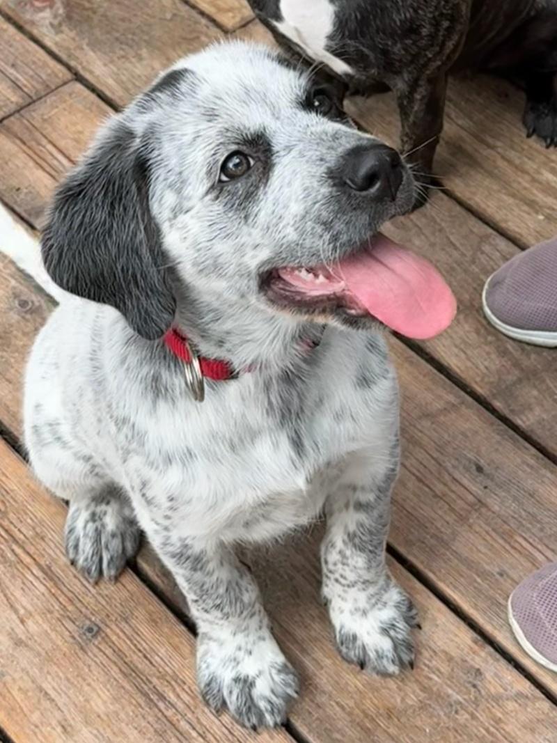Oreo, an adoptable Spaniel, Labrador Retriever in Bancroft, ON, K0L 1C0 | Photo Image 3