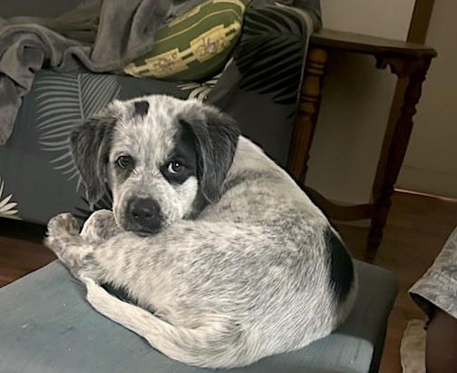 Oreo, an adoptable Spaniel, Labrador Retriever in Bancroft, ON, K0L 1C0 | Photo Image 2