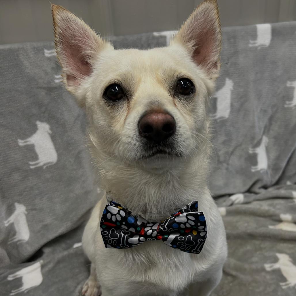 Monkey, a Adoptable mixed breed in Moravia, NY image 1/3