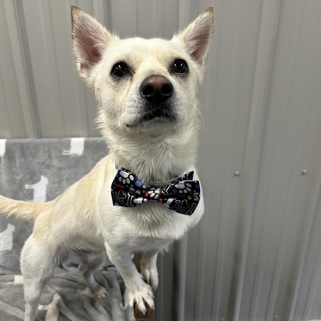 Monkey, a Adoptable mixed breed in Moravia, NY image 2/3