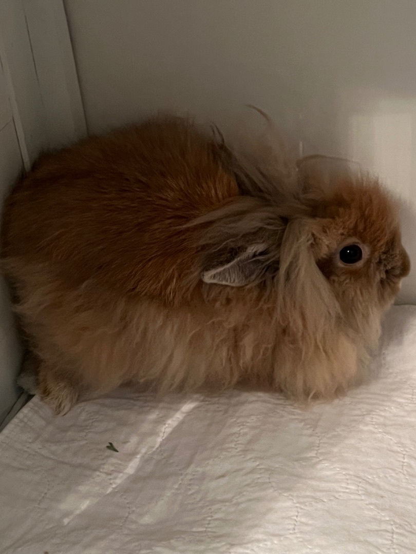 Freddy, Adopted, Young Male Angora Rabbit.