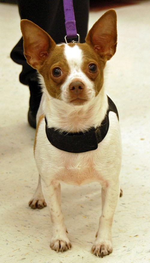 Chato, Adoptable, Adult Male Chihuahua.