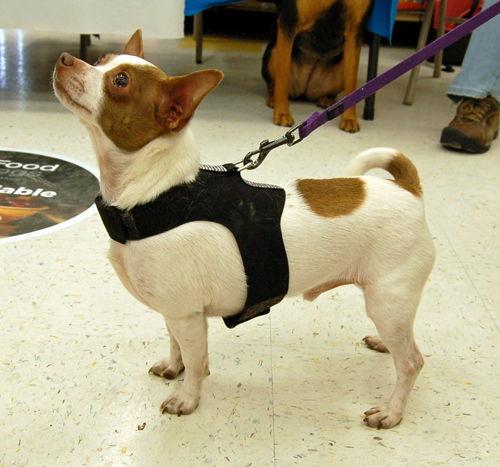 Chato, a Adoptable Chihuahua in Lutherville, MD image 2/3