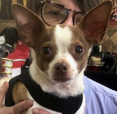 Chato, a Adoptable Chihuahua in Lutherville, MD image 3/3