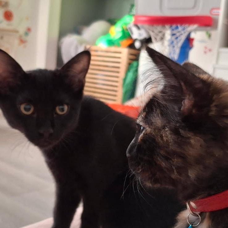 Tomas, Adoptable, Young Male Domestic Short Hair.