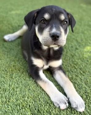 Quartz, a Adoptable Mixed Breed in Chino valley, AZ image 3/3