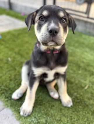 Quartz, Adoptable, Puppy Female Mixed Breed.