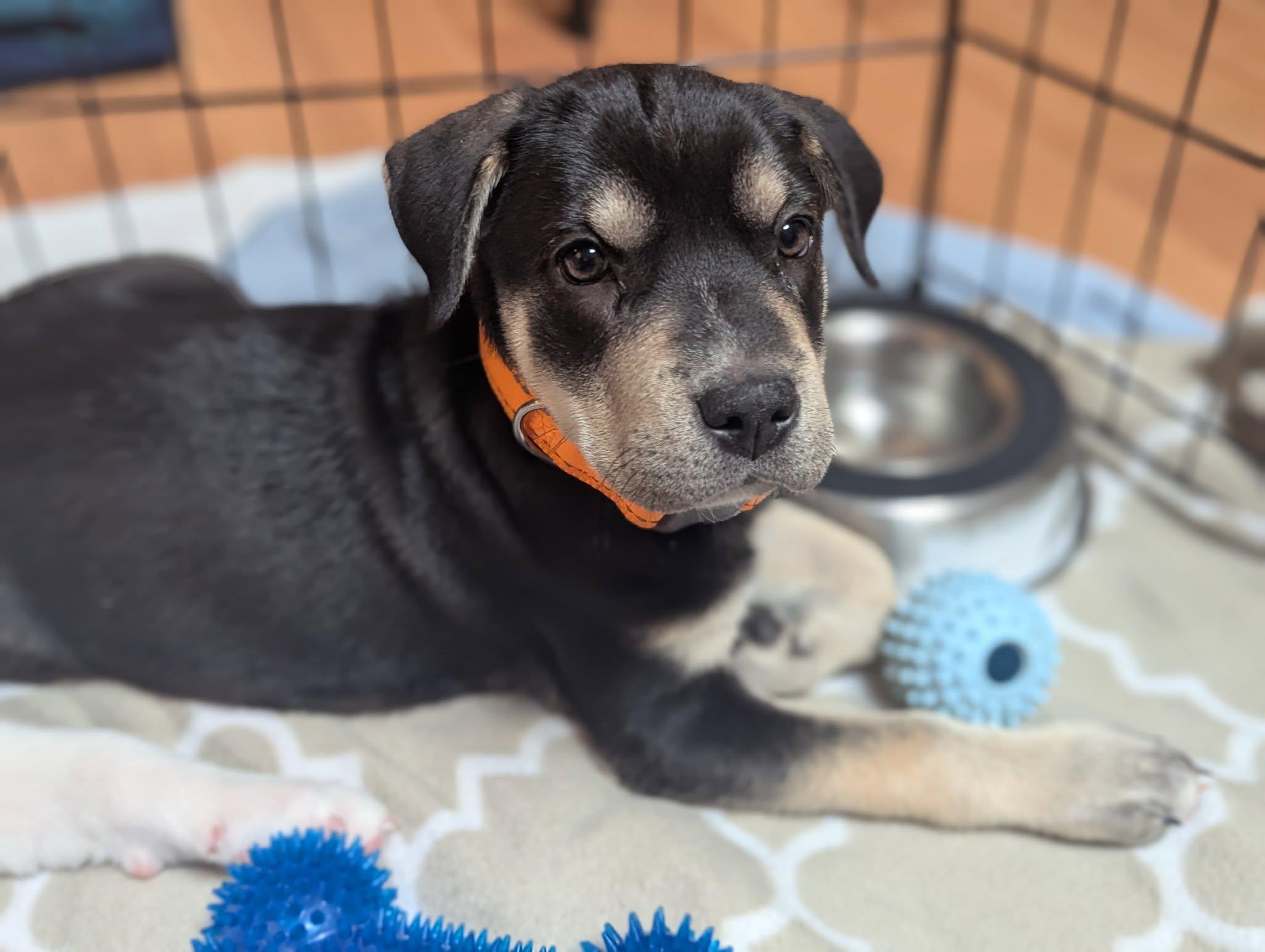 Quartz, a Adoptable Mixed Breed in Chino valley, AZ image 2/3