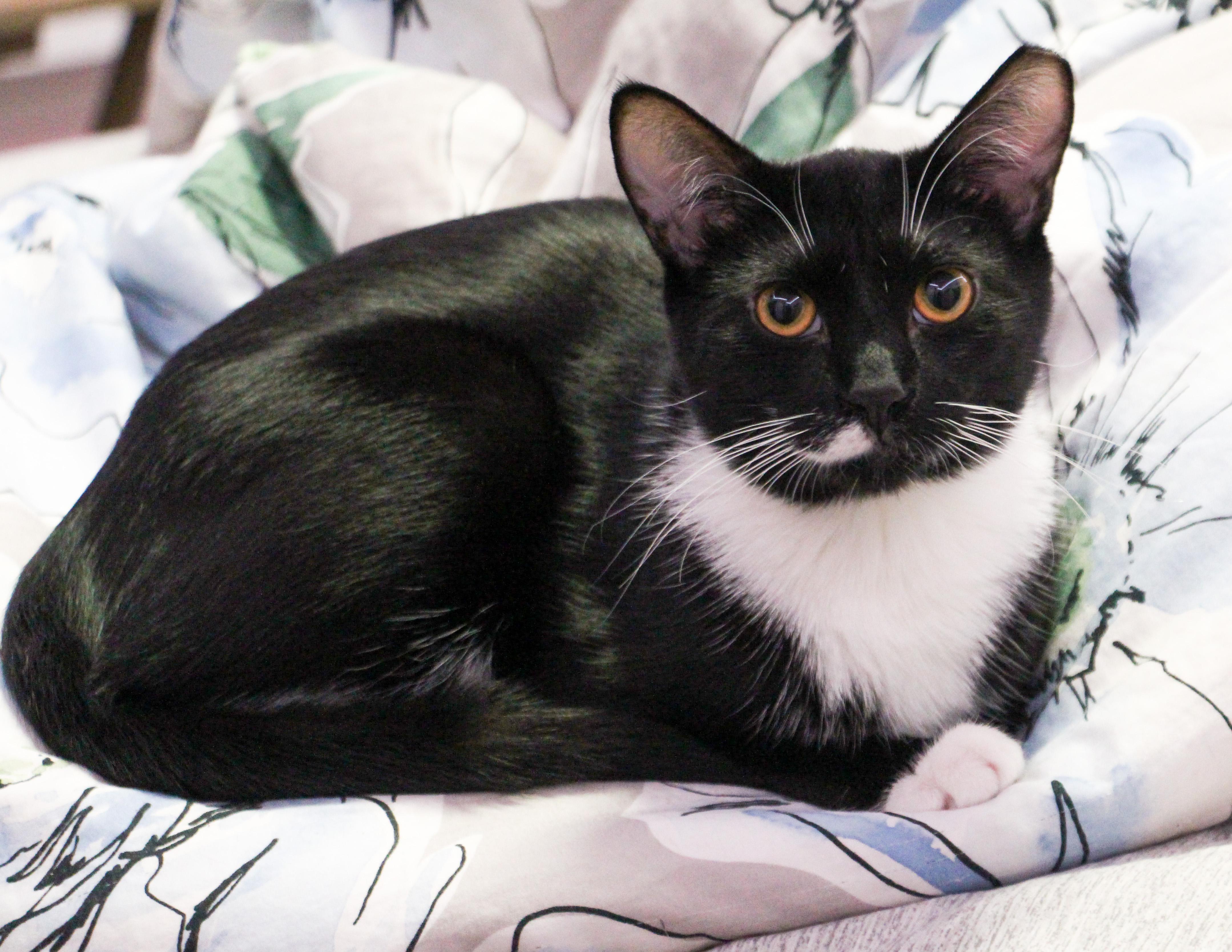 Cedar & Cypress N. thumbnail 3