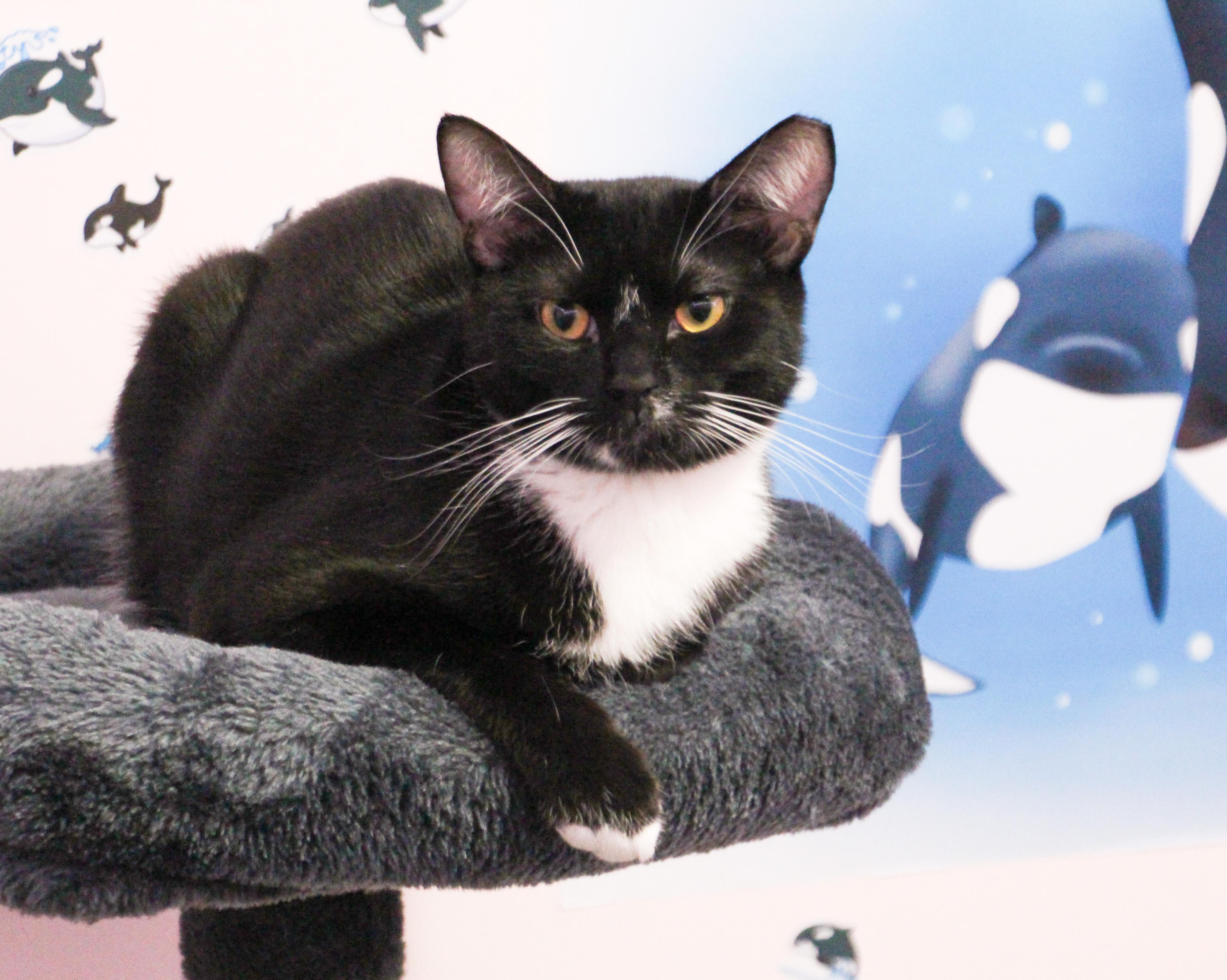 Cedar & Cypress N. thumbnail 5