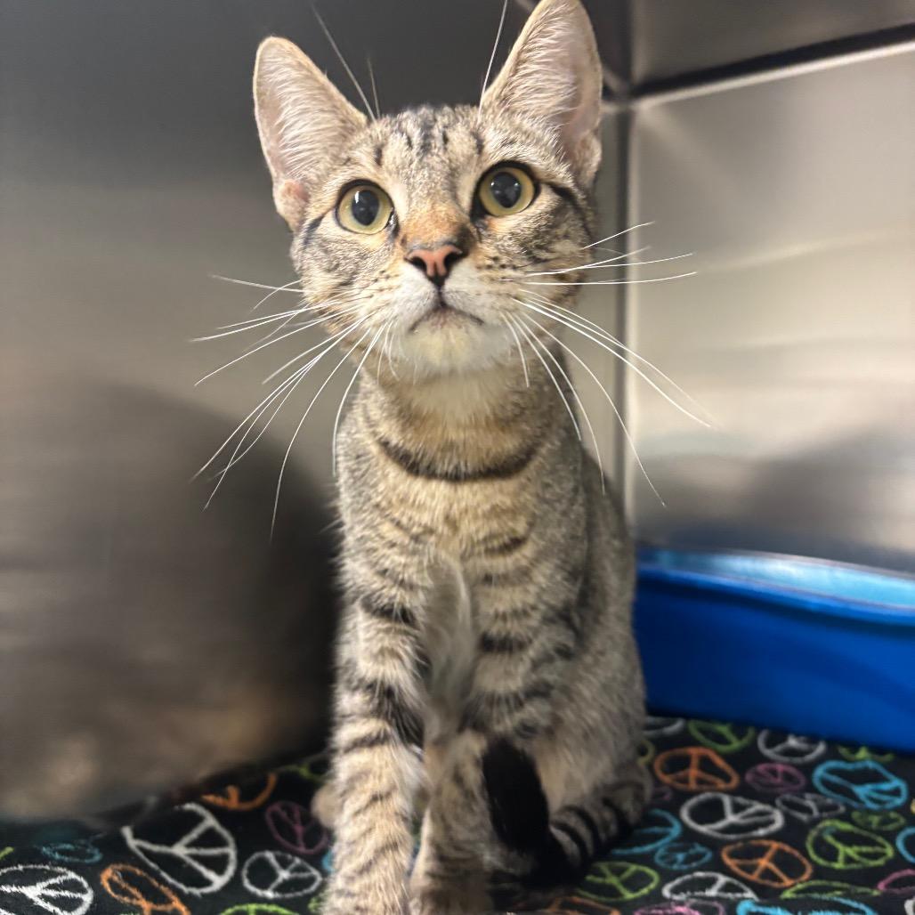 Enlarge Alyssa, a Adoptable Domestic Short Hair in Fresno, CA image 2/3