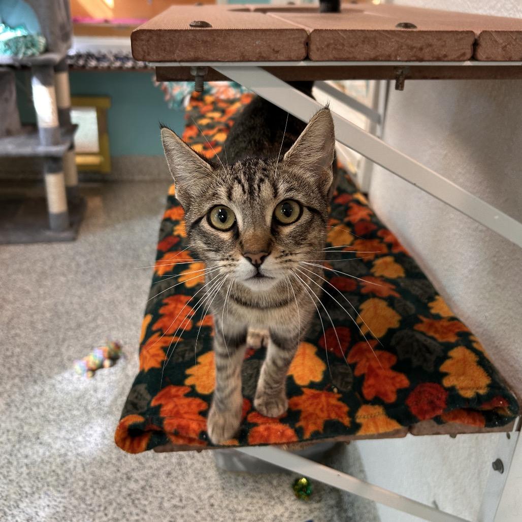 Enlarge Alyssa, a Adoptable Domestic Short Hair in Fresno, CA image 3/3