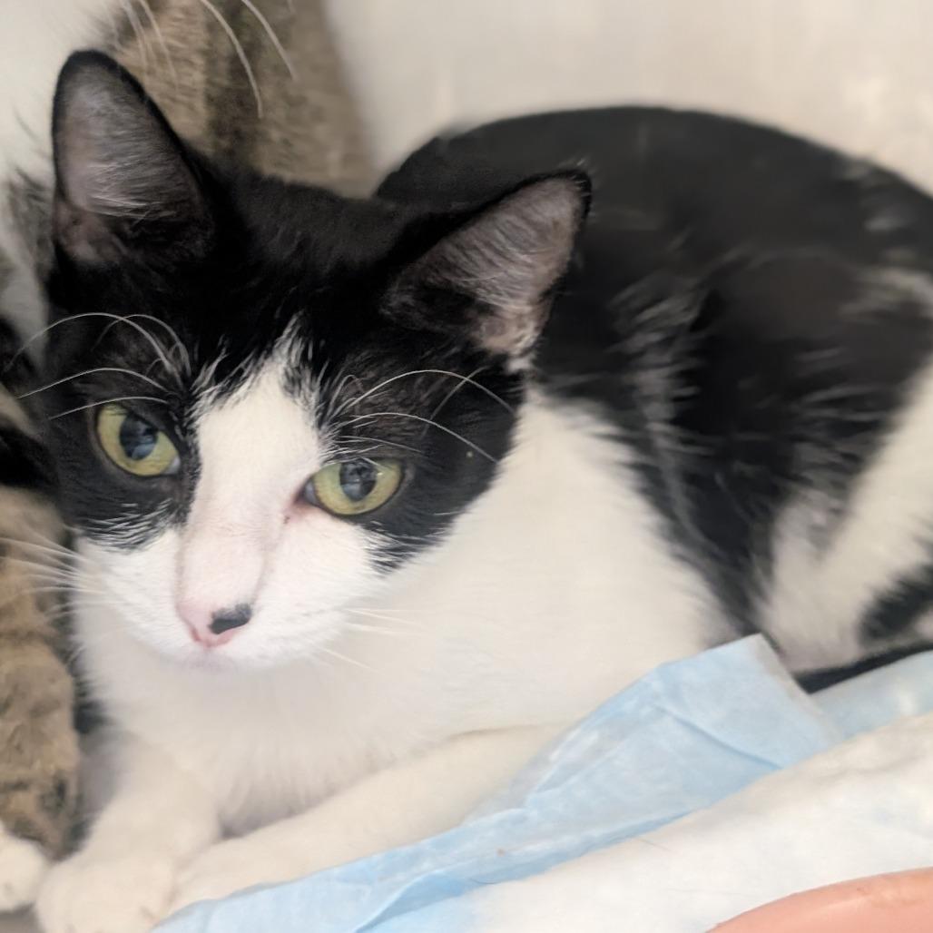 Enlarge Thing, a Adoptable mixed breed in Sand Springs, OK image 1/1