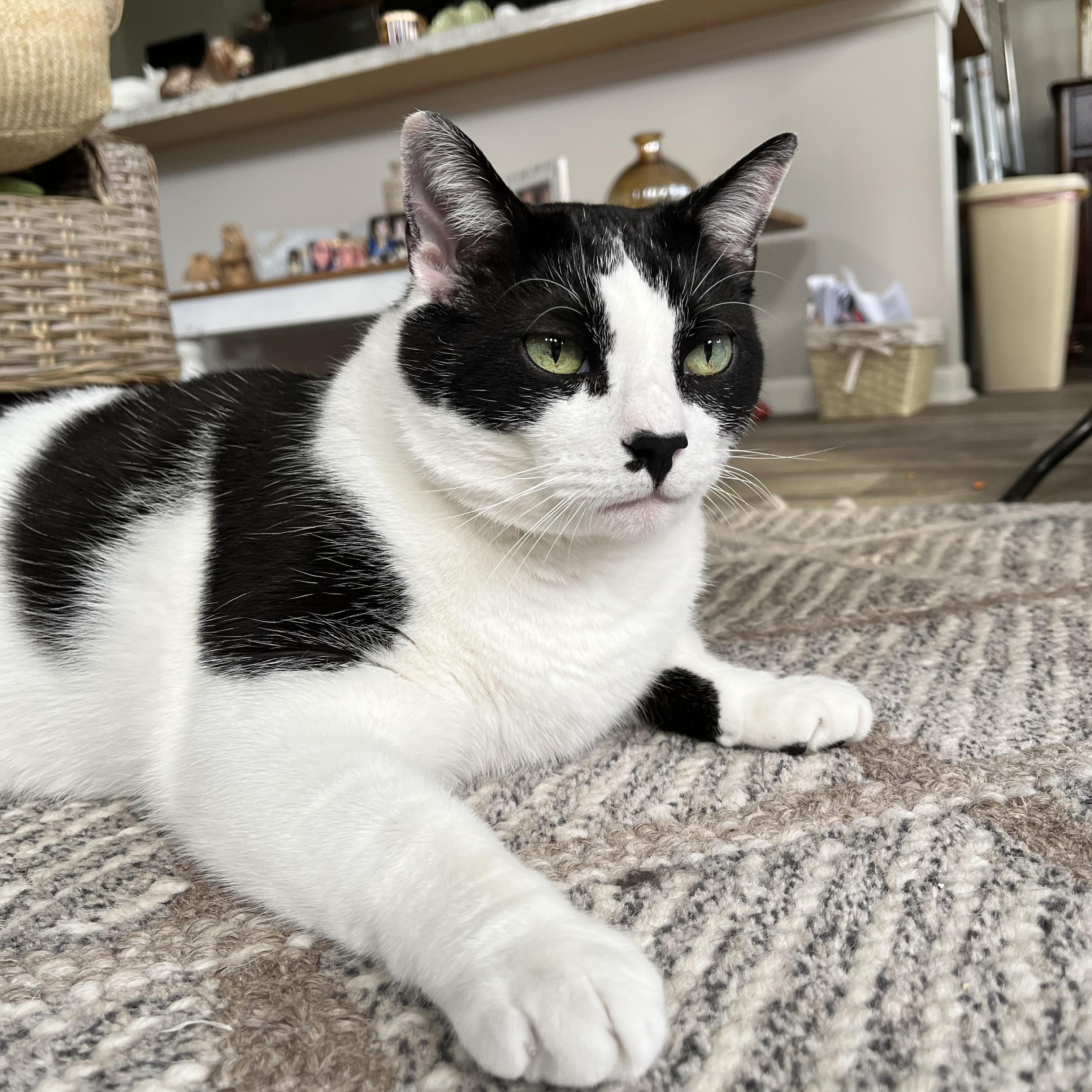 Mr. Kitty, a Adoptable Domestic Short Hair in Elgin, IL image 2/6