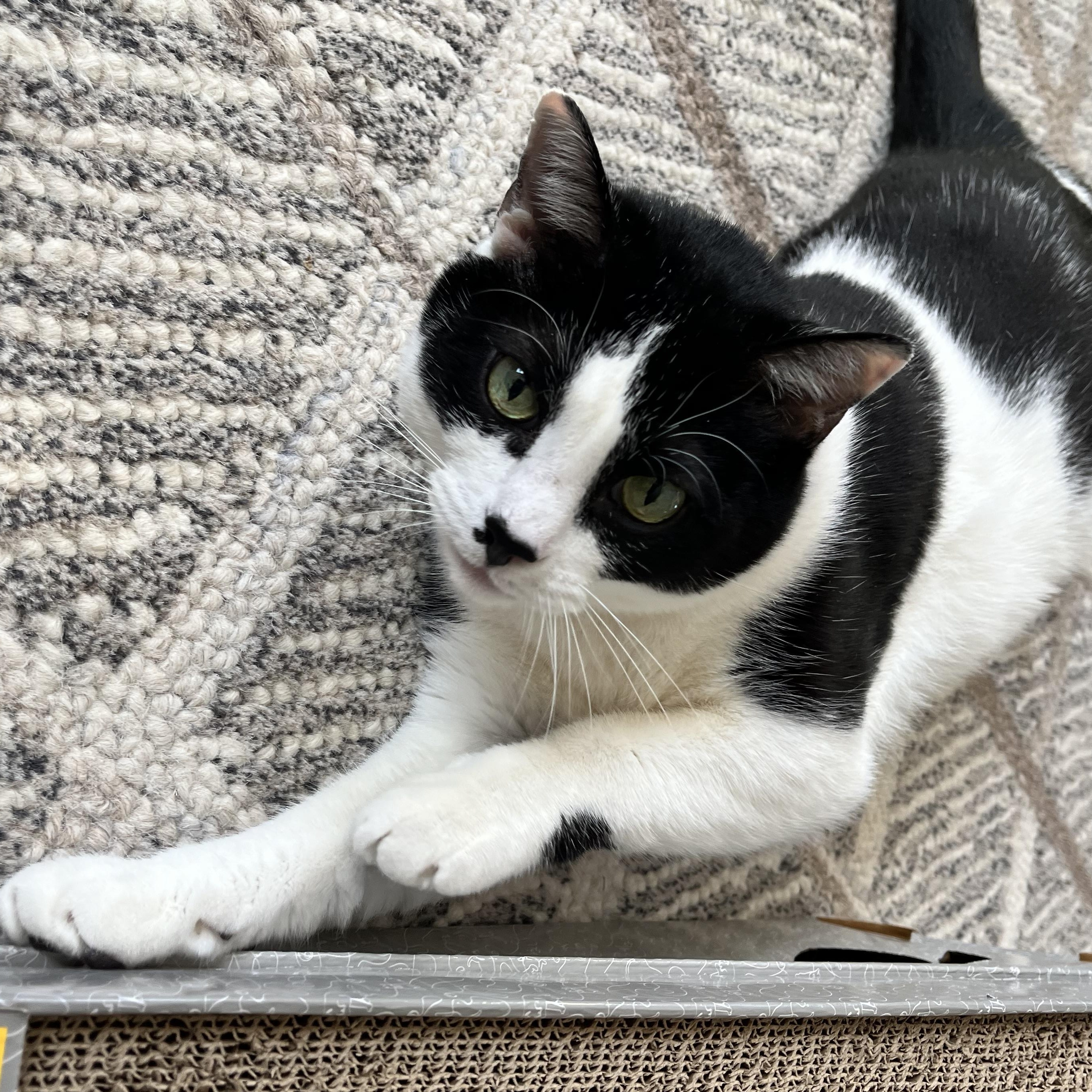 Mr. Kitty, Adoptable, Senior Male Domestic Short Hair.